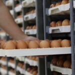 chicken eggs export