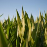 corn field fertilizer