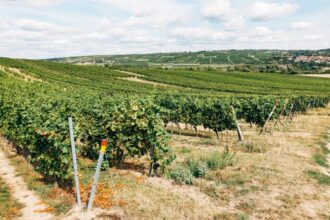 vineyard landscape