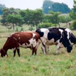 cows pasture grazing