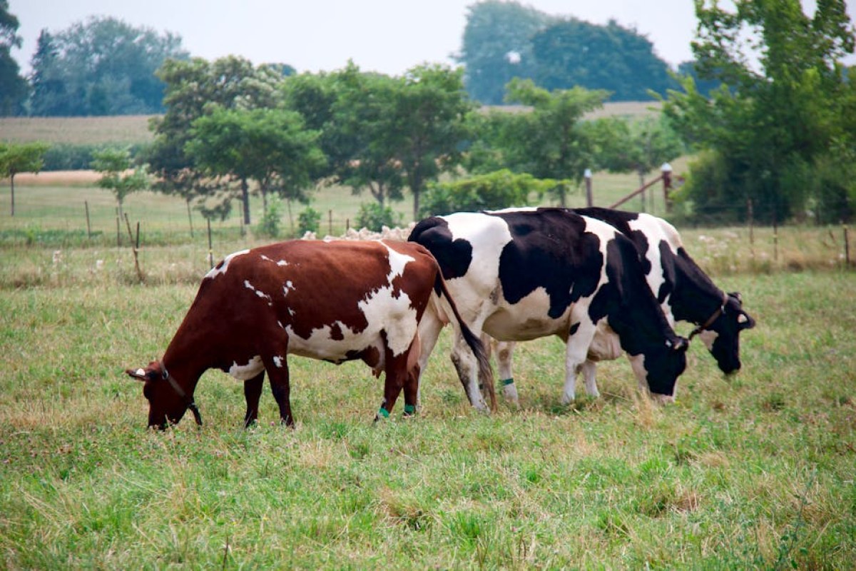 cows pasture grazing