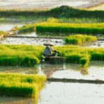 farmer field insurance