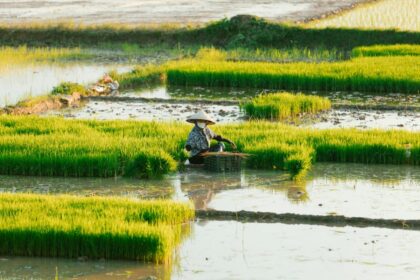 farmer field insurance