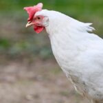 poultry farm biosecurity