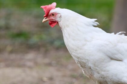 poultry farm biosecurity