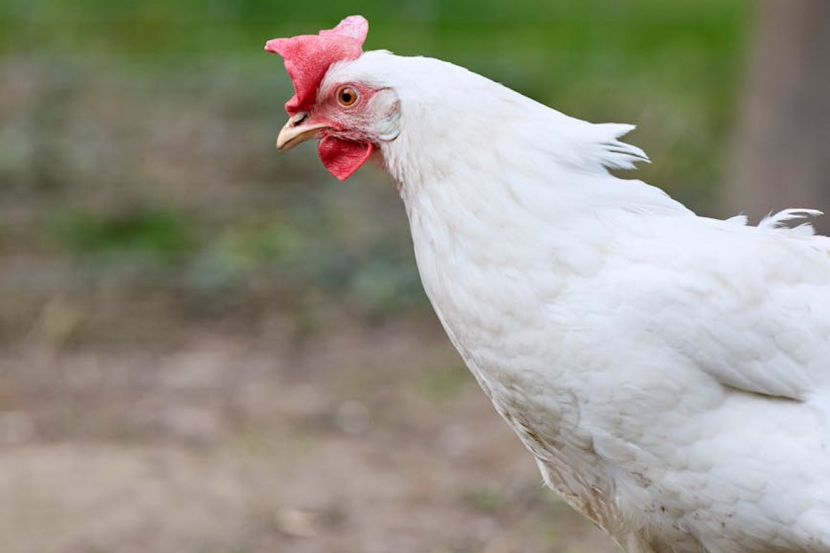 poultry farm biosecurity