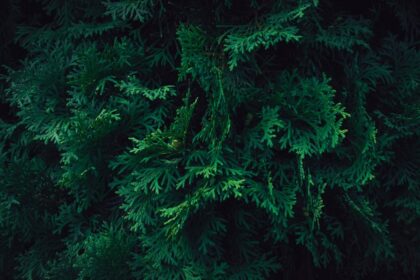 thuja hedge dispute