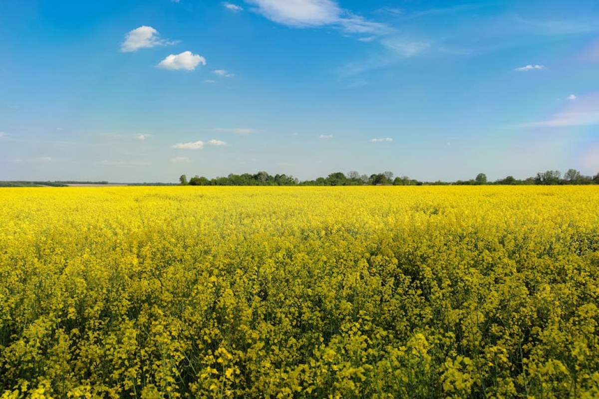 damaged rapeseed field