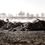 chicken manure fertilizer