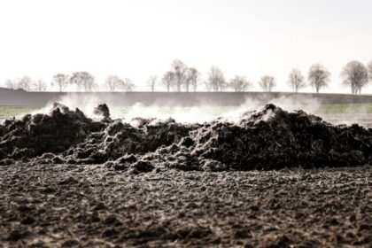 chicken manure fertilizer