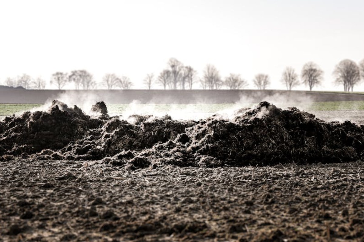 chicken manure fertilizer
