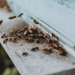 ground bees colony
