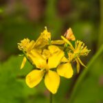 greater celandine plant