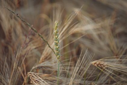 wheat rye field