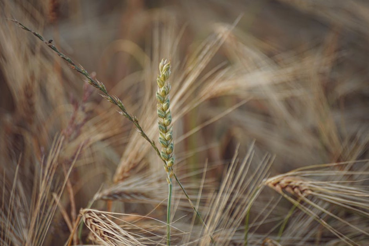 wheat rye field