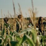 field inspection agriculture