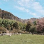 dairy farm new zealand