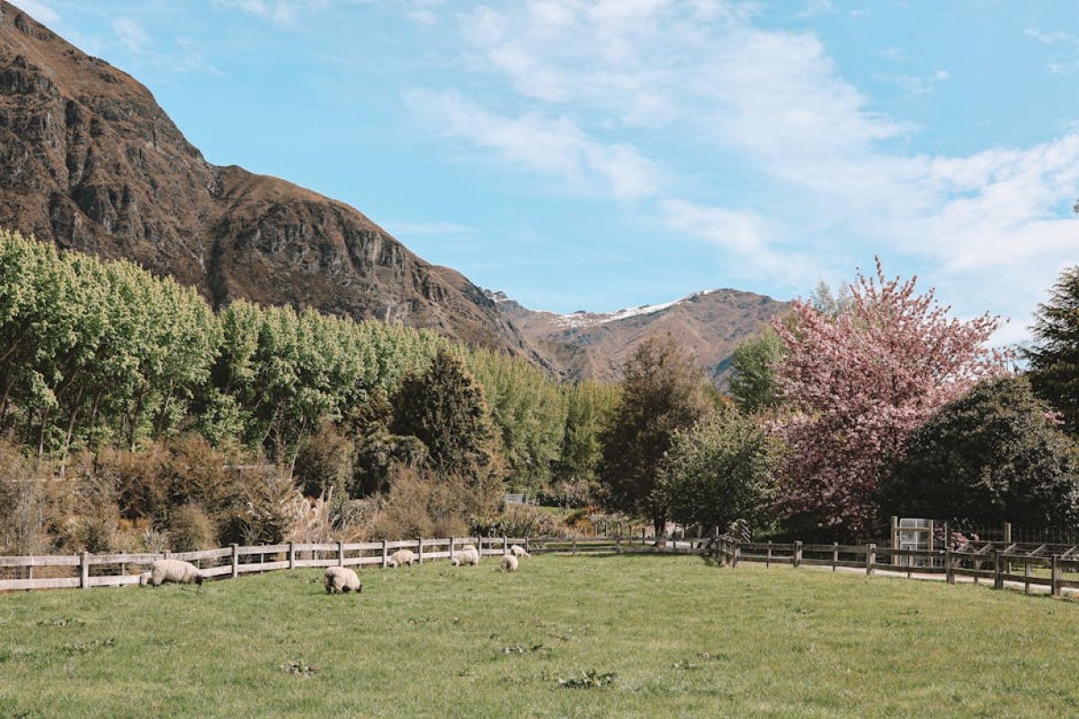 dairy farm new zealand