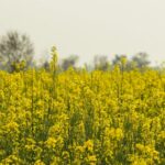 damaged rapeseed field