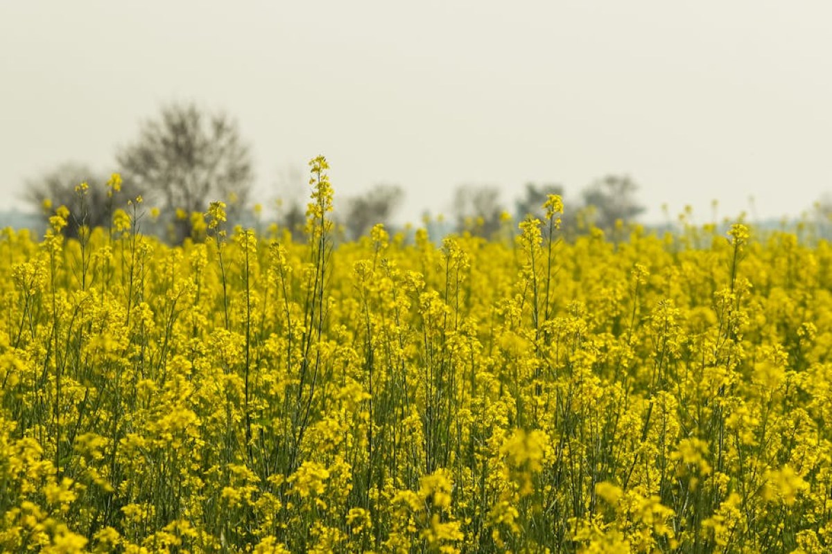 damaged rapeseed field