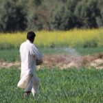 farmer fertilizer field