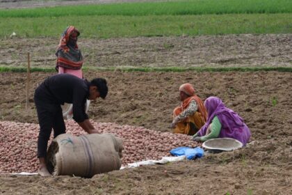 potato field farmer