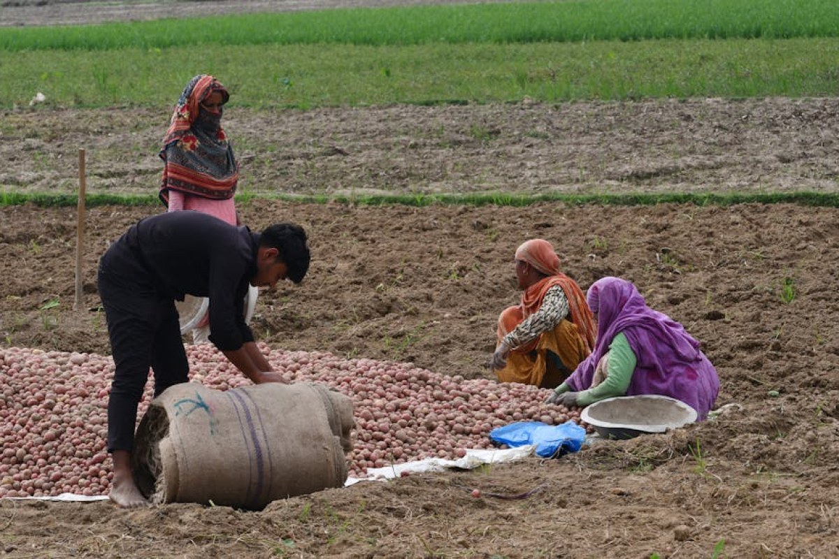 potato field farmer