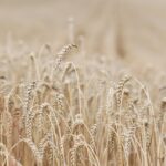 wheat field harvest