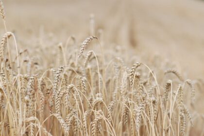 wheat field harvest