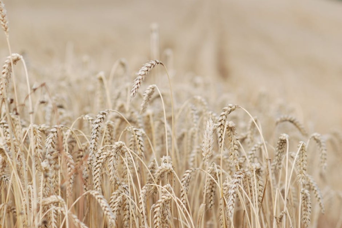 wheat field harvest