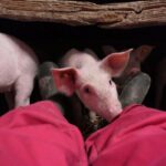 pig farm Netherlands