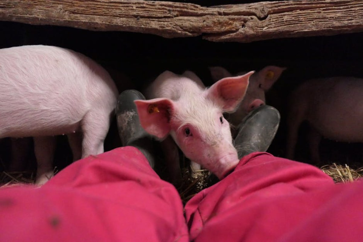pig farm Netherlands