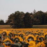 sunflower field sowing