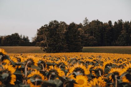 sunflower field sowing