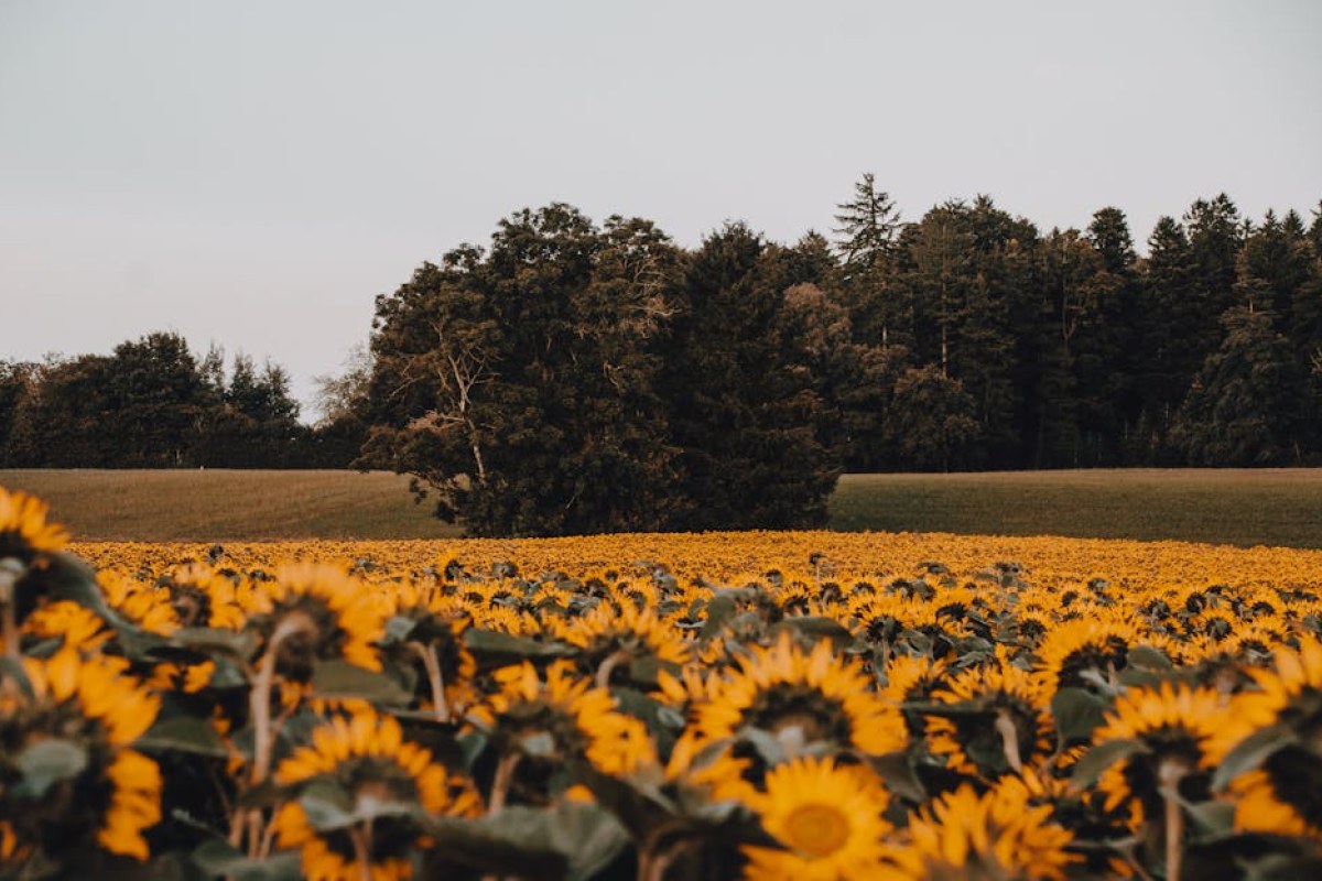 sunflower field sowing