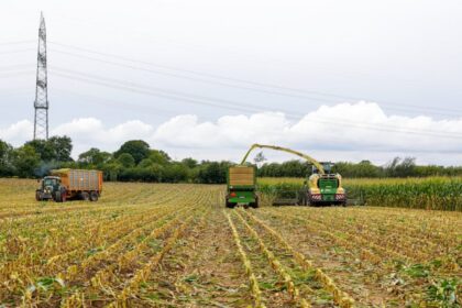 corn field harvest