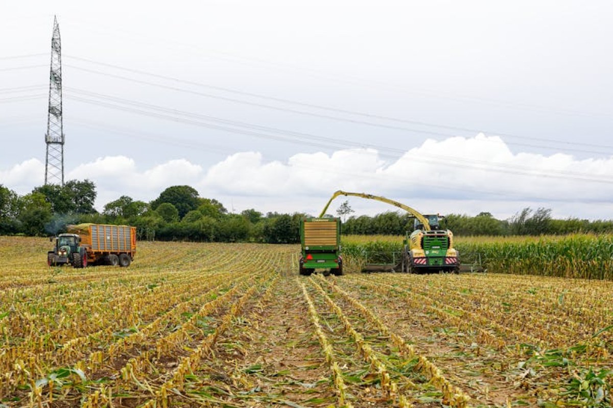 corn field harvest