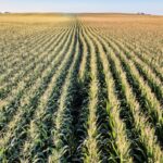 corn and soybean field