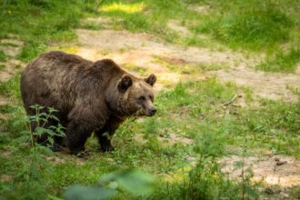bear forest attack