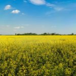 rapeseed field damage