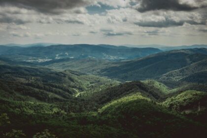 bieszczady forest bear attack