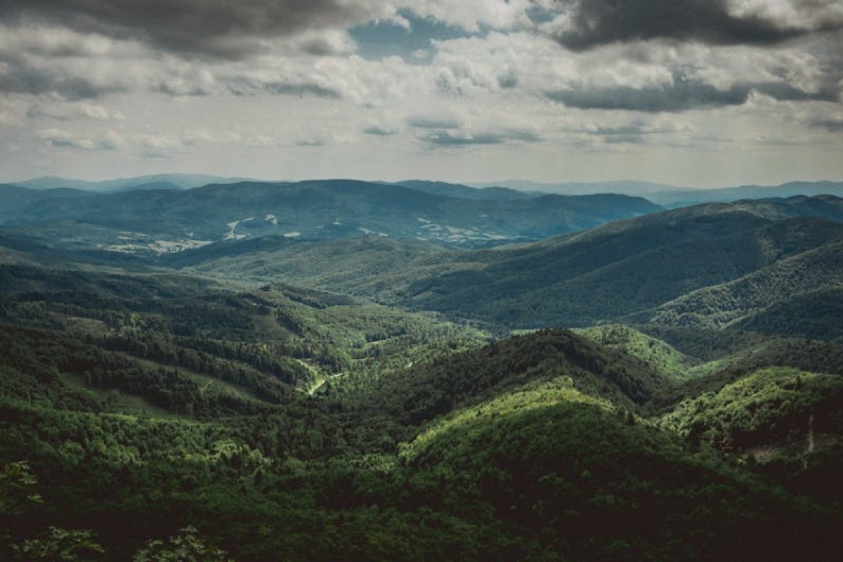 bieszczady forest bear attack