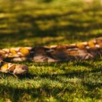 python snake missing