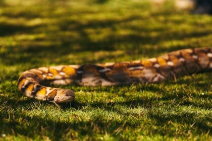 python snake missing