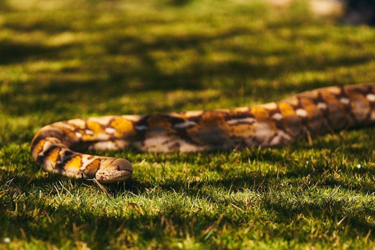 python snake missing