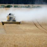 wheat field harvest