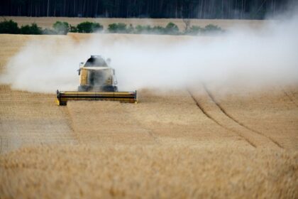 wheat field harvest