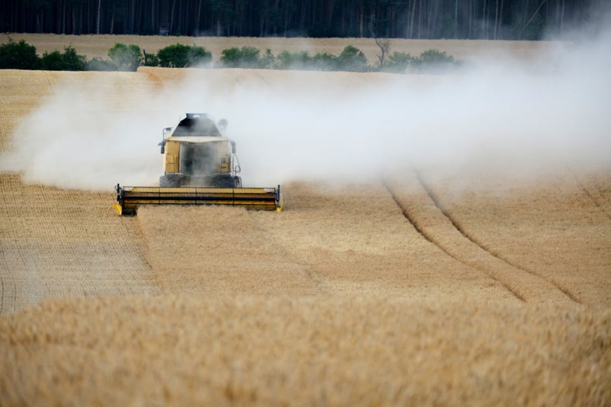 wheat field harvest