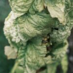 glistnik plant closeup