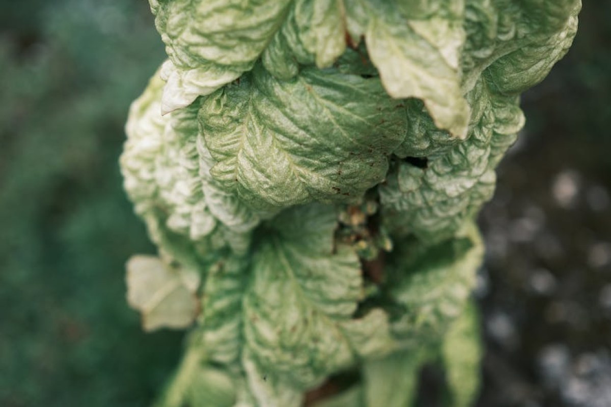 glistnik plant closeup